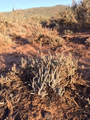 Dudleya attenuata