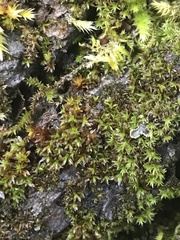 Syntrichia laevipila