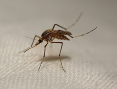 Aedes vittiger