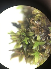 Syntrichia laevipila