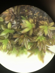 Syntrichia laevipila