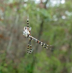 Argiope florida