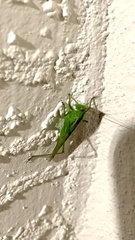 Conocephalus cinereus