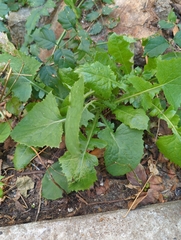Sonchus oleraceus