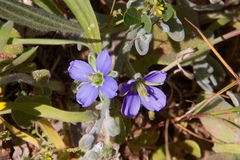Heliophila linearis