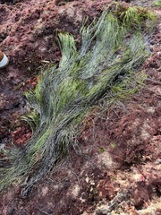 Phyllospadix torreyi