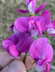 Lathyrus latifolius