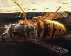 Vespula vulgaris