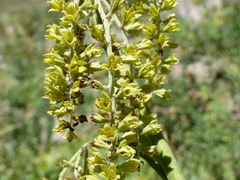 Veratrum viride eschscholtzianum
