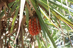 Pandanus cookii
