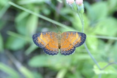 Mazia amazonica