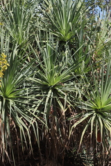 Pandanus cookii