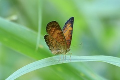 Mazia amazonica