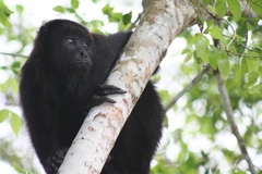 Alouatta pigra