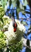 Myzomela sanguinolenta