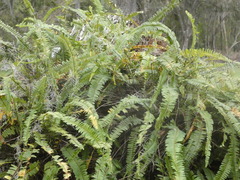 Nephrolepis exaltata