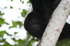 Alouatta pigra