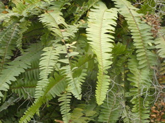 Nephrolepis exaltata