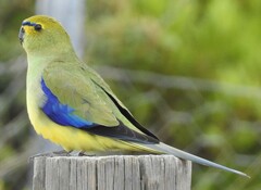 Neophema chrysostoma