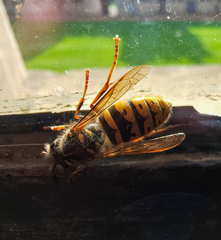 Vespula vulgaris