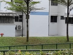 Streptopelia chinensis