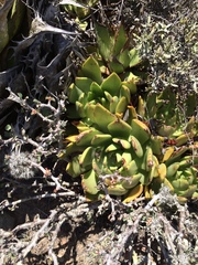 Dudleya cultrata