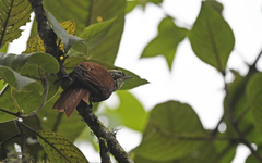 Margarornis squamiger