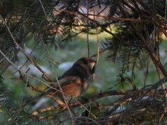 Poecile hudsonicus