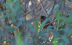 Catamblyrhynchus diadema