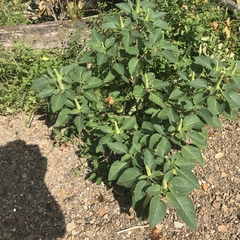 Datura stramonium