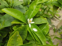 Citrus