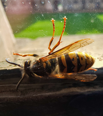 Vespula vulgaris