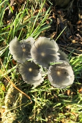 Lanatulae