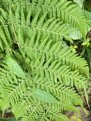 Macrothelypteris