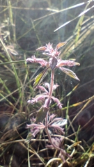Hedeoma costata