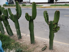Euphorbia candelabrum