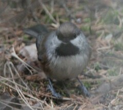 Poecile hudsonicus