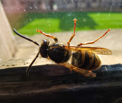 Vespula vulgaris