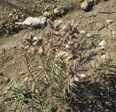 Liatris punctata