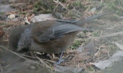 Poecile hudsonicus