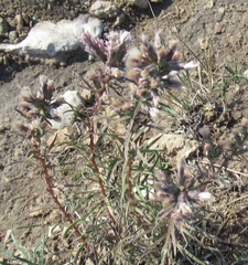Liatris punctata