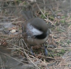 Poecile hudsonicus