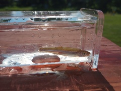 Notropis percobromus