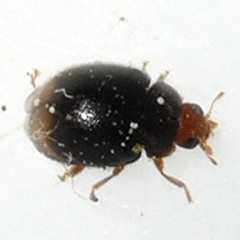 Diomus terminatus