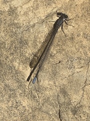 Argia immunda