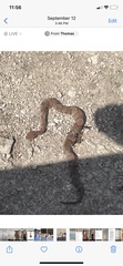 Agkistrodon laticinctus