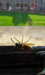 Vespula vulgaris