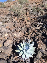 Dudleya anthonyi