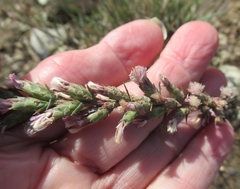 Liatris punctata