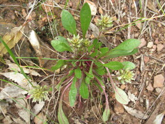 Ptilotus spathulatus